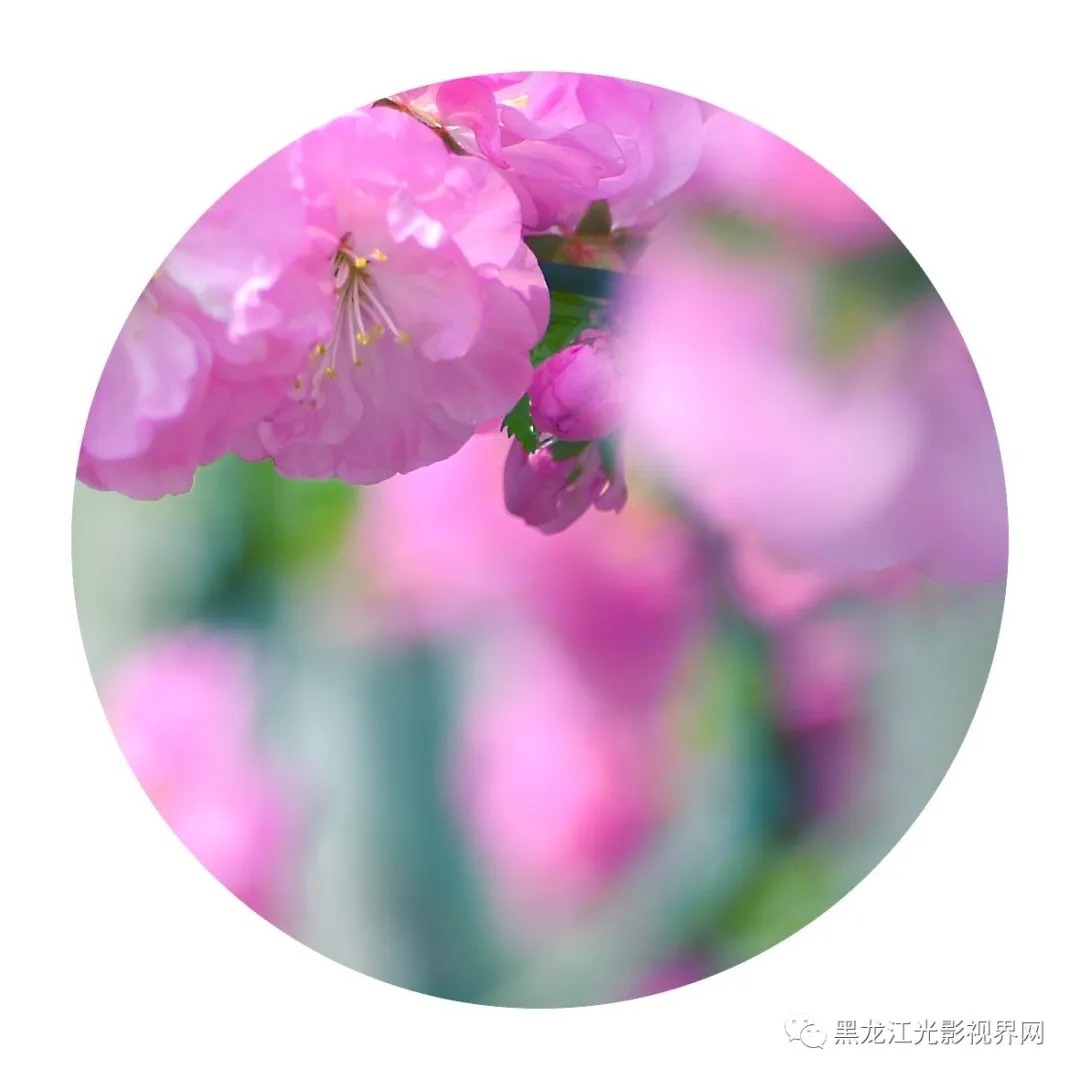 五月的鲜花再次“绽放”,你来了吗?
