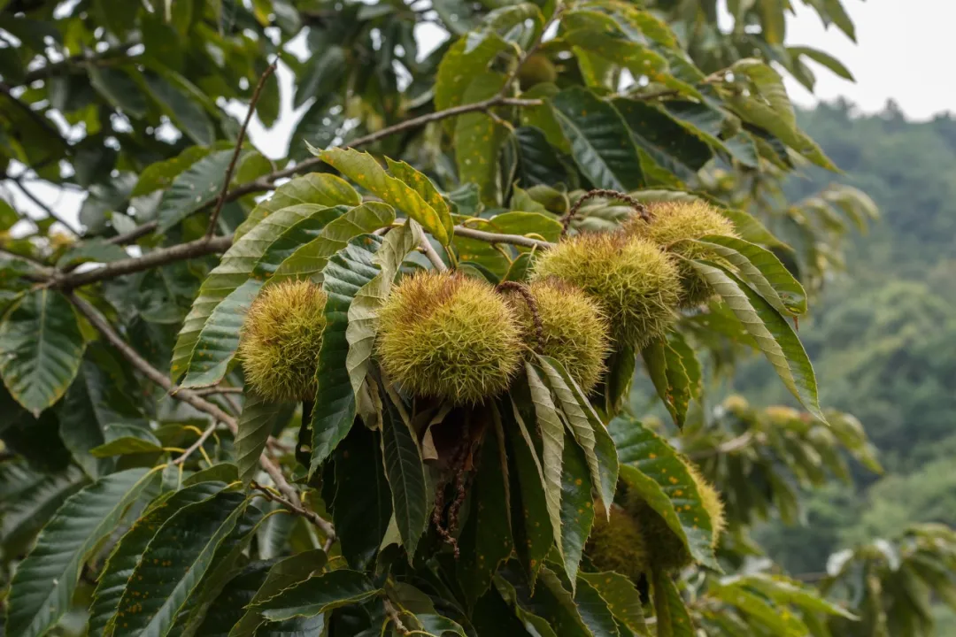 几块钱一斤的板栗，营养价值竟有这么大