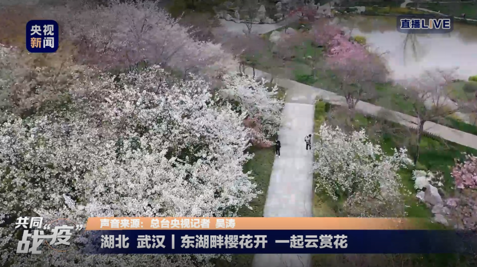 武大樱花盛开 盼意国雏菊 日本樱花 韩国木槿等国花如期开放 旅游 蛋蛋赞