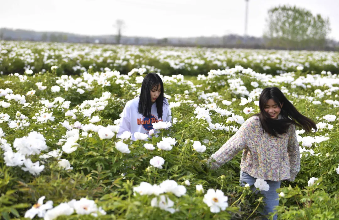 牡丹花开正当时，邀你一起来亳州赏花