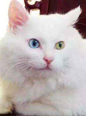 貓咪品種介紹大全！我們應該怎么選擇適合自己的貓咪？