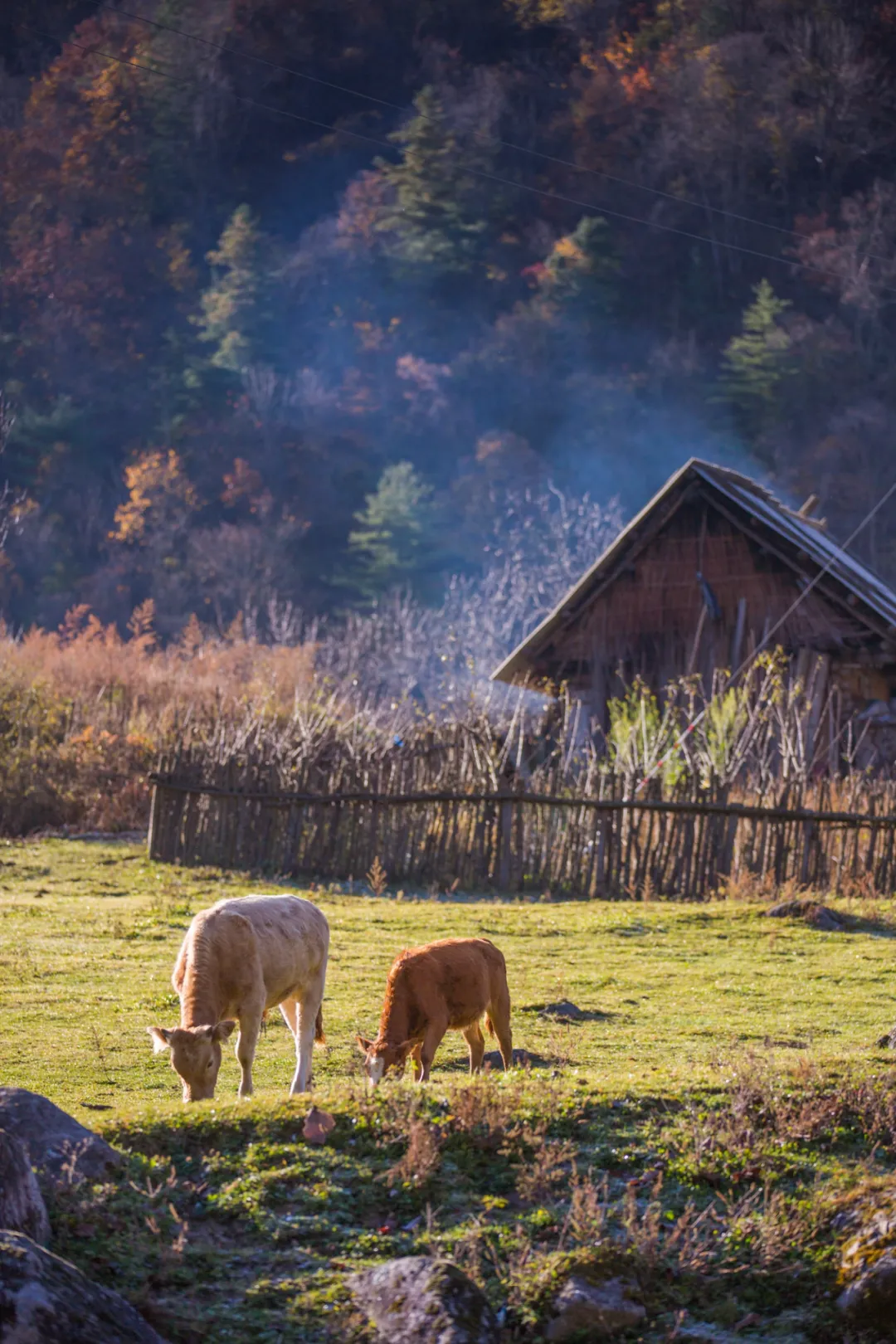 There is a heartbeat called the autumn of the Qinba Mountains!  Red leaves in clear autumn, encounter romantic scenery