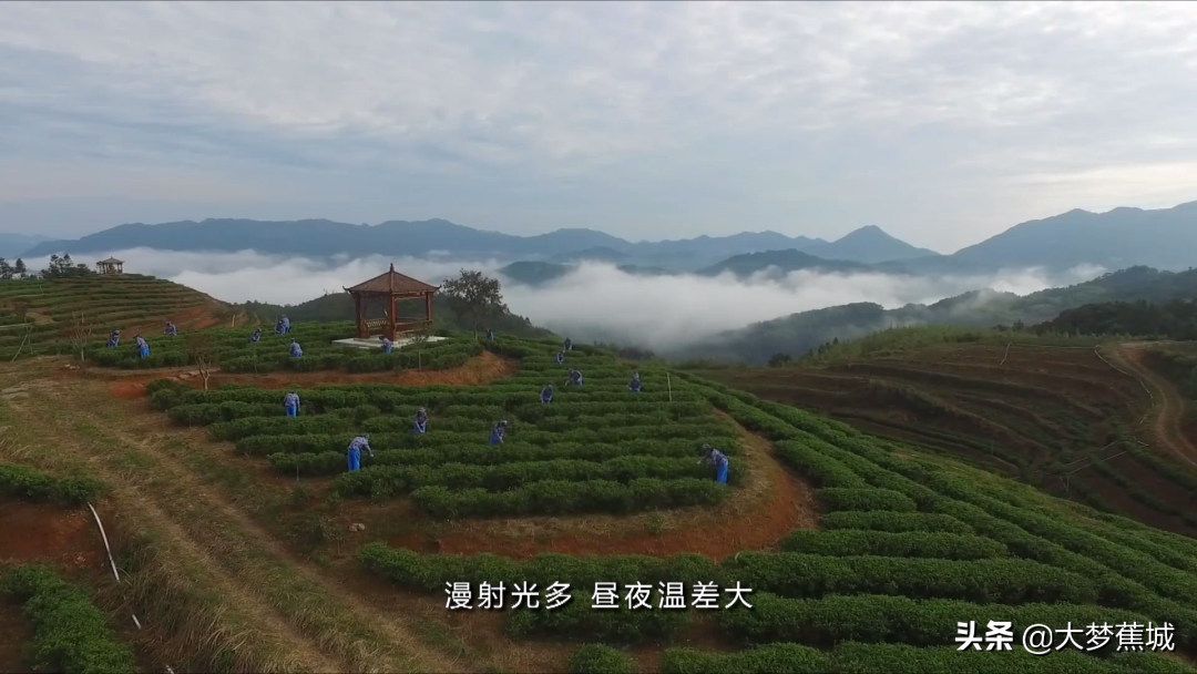 宁德天山茶：这款唐朝就有的贡茶，远销70多个国家！