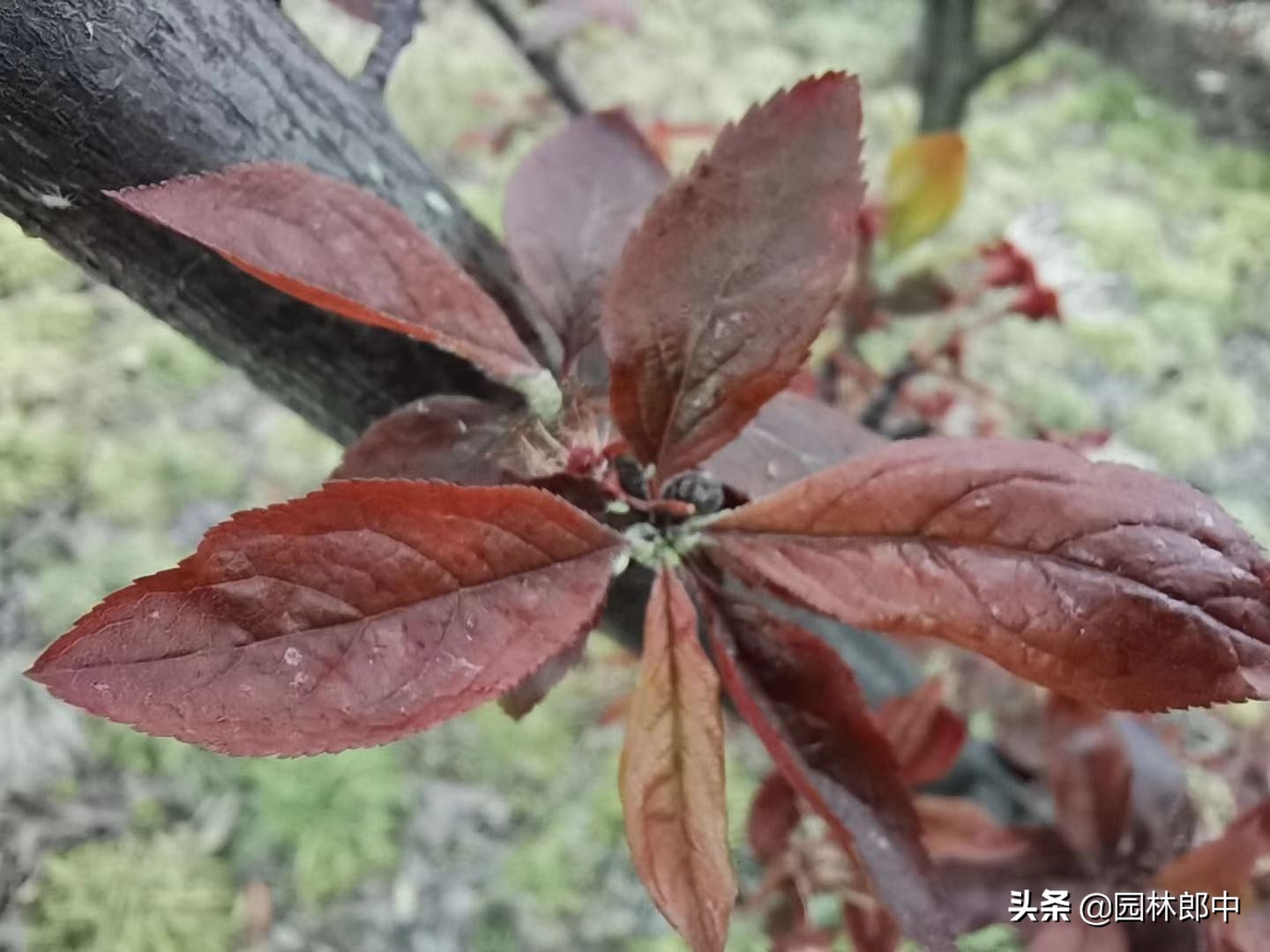 路边紫叶李刚刚发芽，蚜虫却爬满枝叶，怎样防治效果更好？-第7张图片-农百科