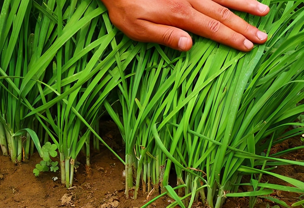 韭菜田韭蛆严重不知咋防治分享3个独特方法再也不用发愁了