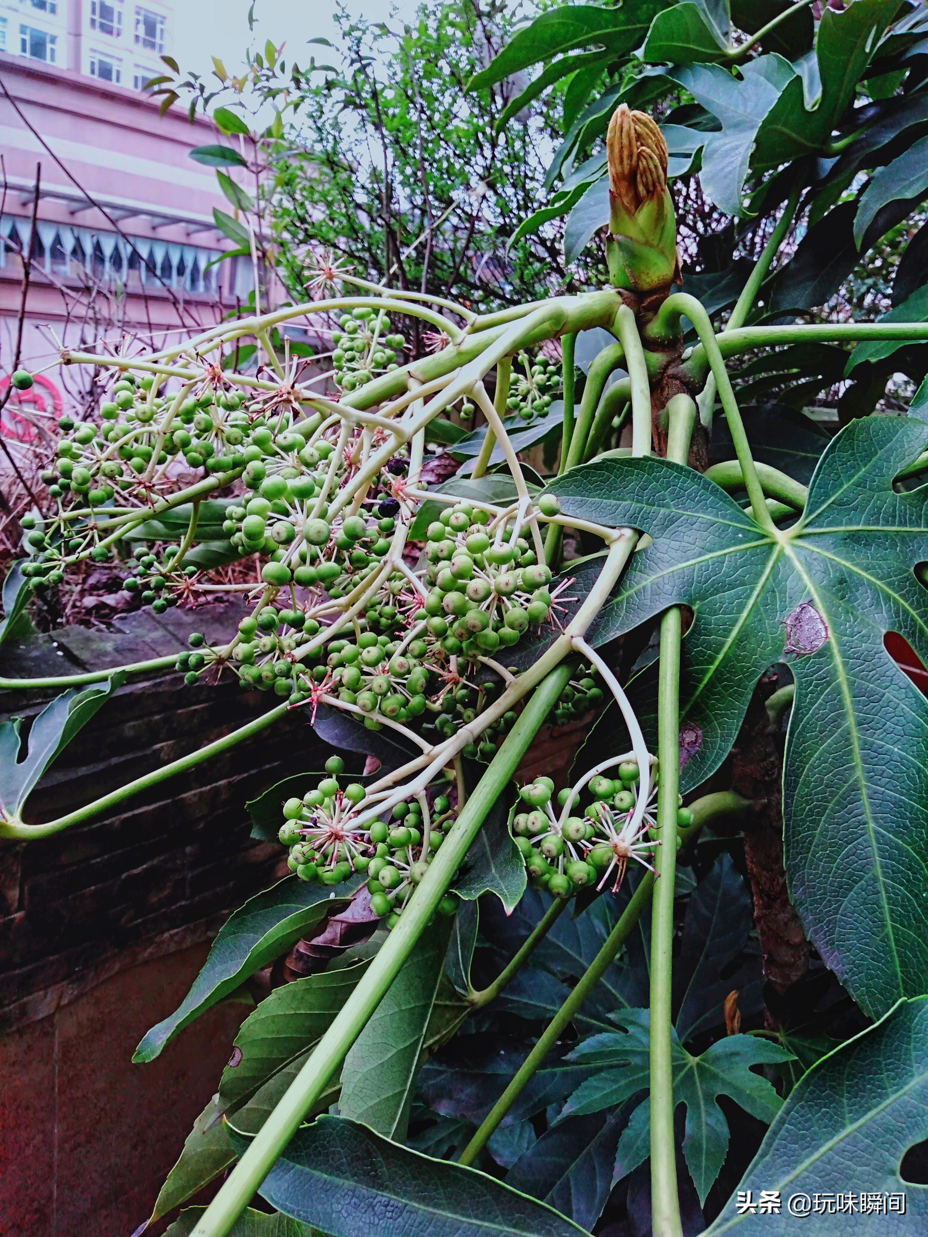 瞧一瞧,看一看,无花果其实有花!