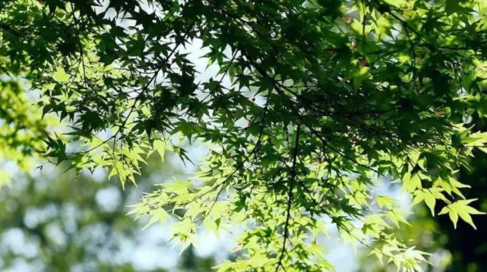 十首听蝉的古诗词-第14张图片-非凡网