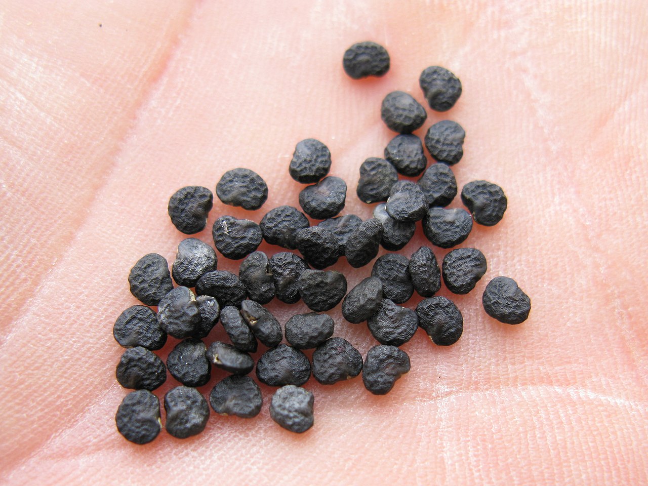 大学生吃曼陀罗种子祛痘住进icu  情花毒听说过吗?带你了解草本曼陀罗