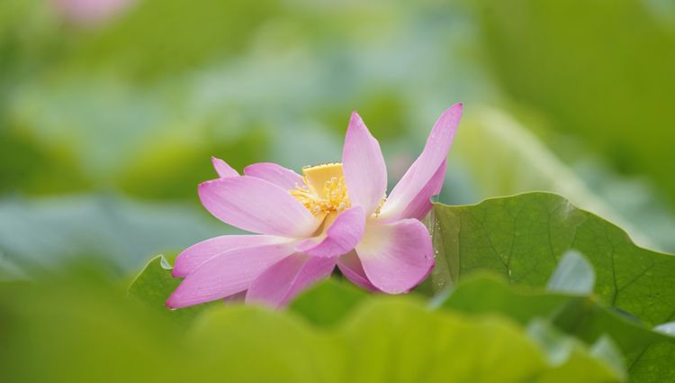 听荷莲花池，觉着有一种别样的诗意 文/李武兵 摄影/王名才