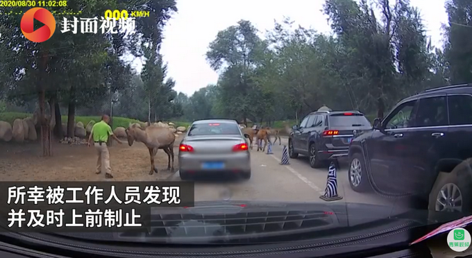 动物园|北京野生动物园游客疑喂动物口罩 被及时制止