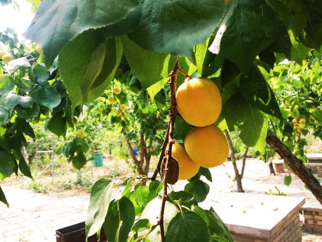 Ear is yellow, apricot ripe! United States of farm of ala of Luoyang big contain Kate apricot " apricot carry will raid "