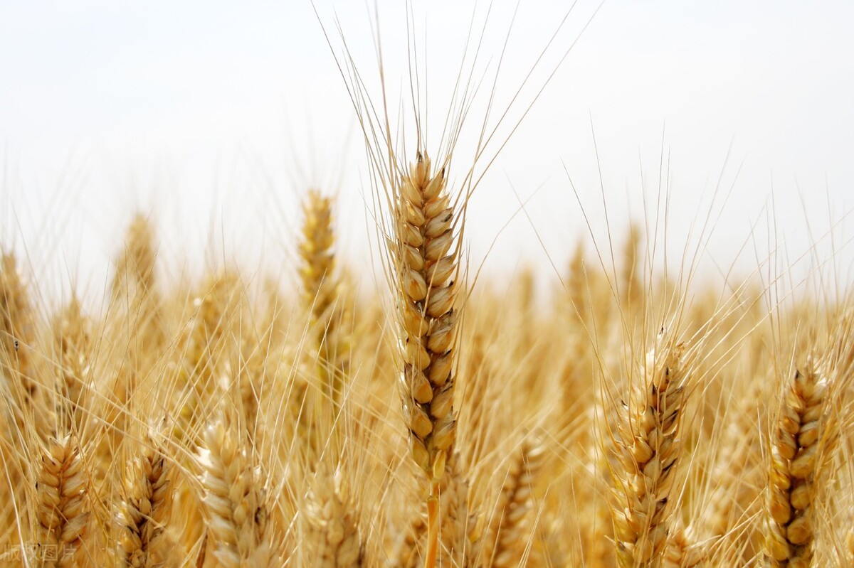 粮价最严调控15日正式实施，玉米全面飘红，粮价将迎大涨？