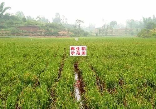 20年，富顺变化翻天覆地