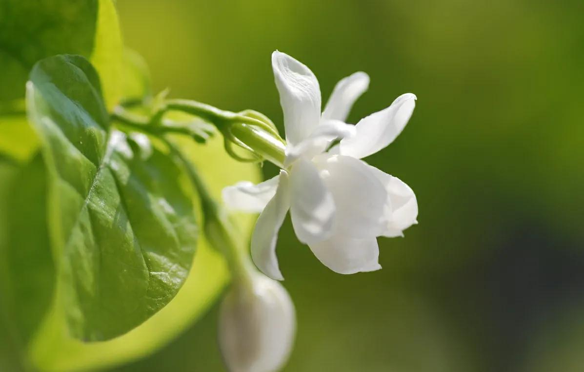 茉莉花冬天会冻死吗？做好4点，顺利越冬很轻松