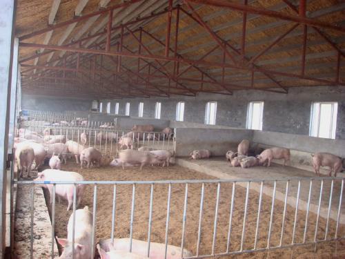 生物发酵床养猪新技术