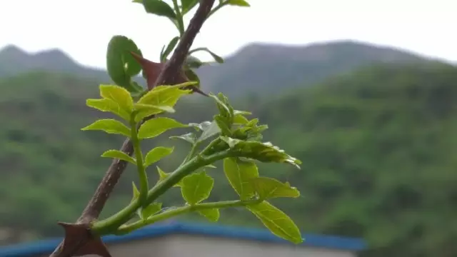 農村常吃的40種· 野菜，能治病能解饞，你吃過幾種呢？