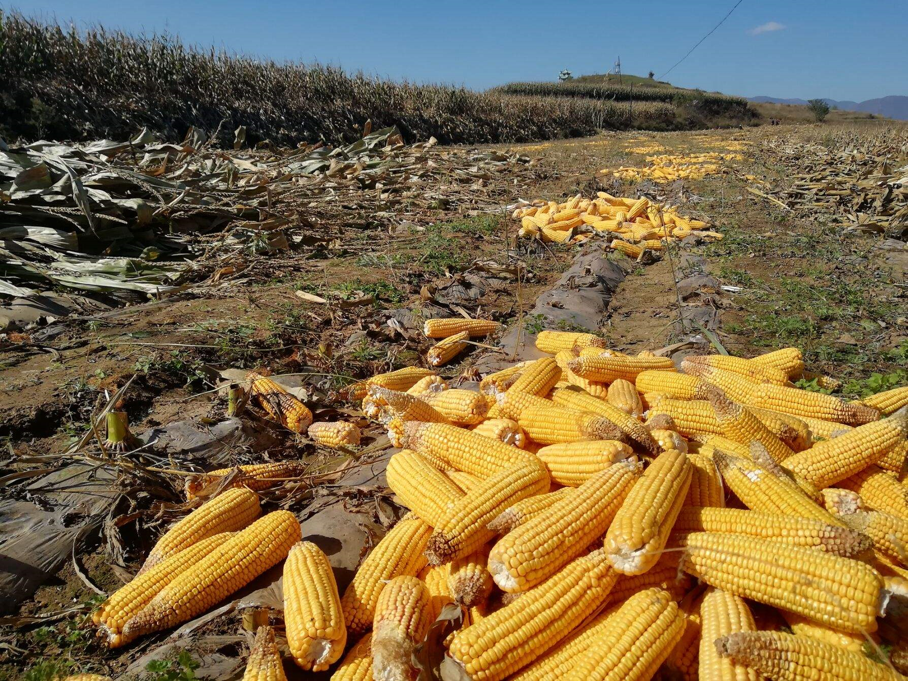 刚刚大北农签署转基因玉米商业化开发协议 美国玉米进口暂缓