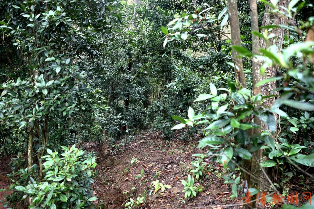 探访藏在高山云雾里的珍稀野生始祖茶