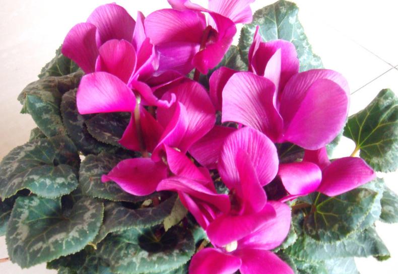 适合小盆栽种的这3样花卉 秋冬入手 正好方便春节赏花 资讯咖