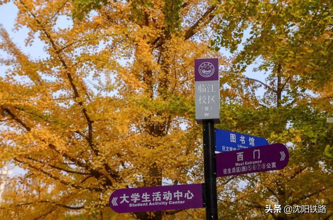 看美图！丹东百年银杏路等你来