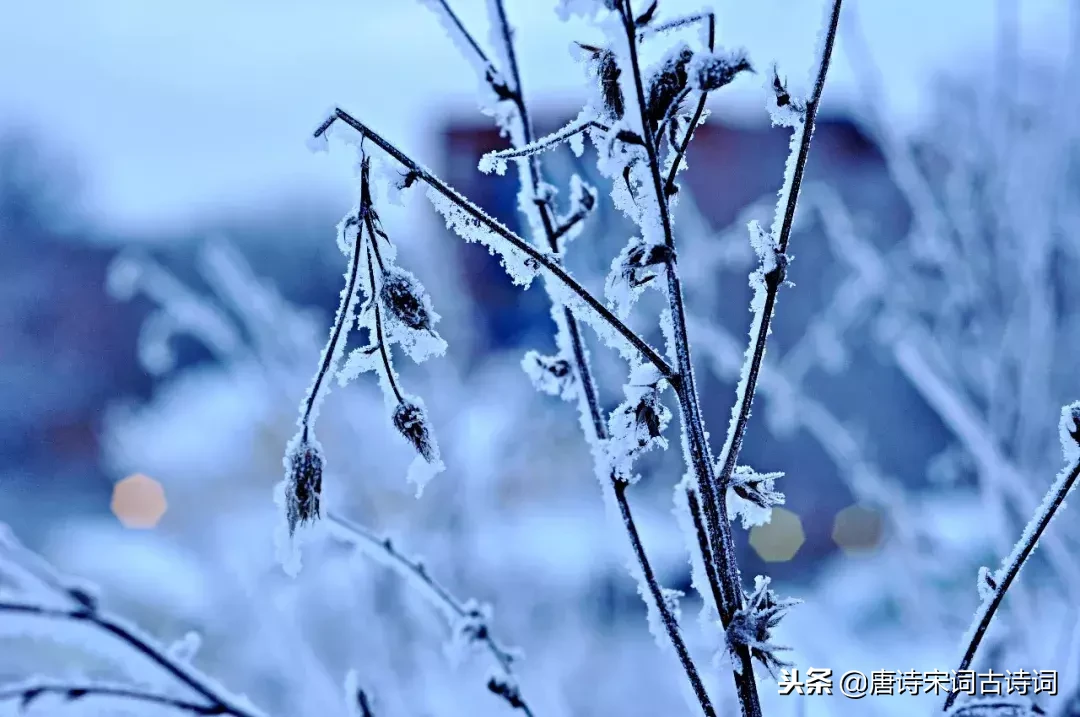 冬天，在诗词的世界里美得任性！一起在诗词中感受冬日之美-第8张图片-诗句网