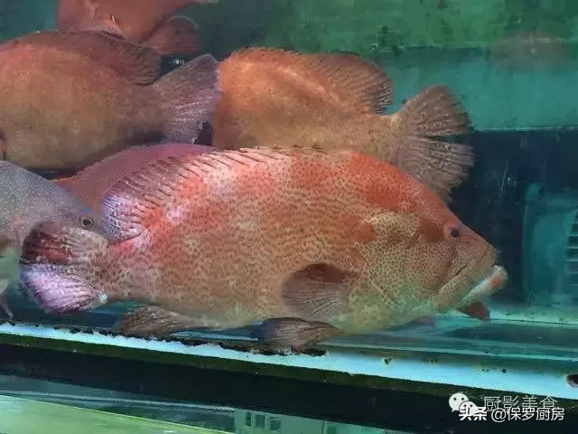 史上最全的顶级“海鱼”海鲜大全,全吃过的你人生就到达了巅峰!