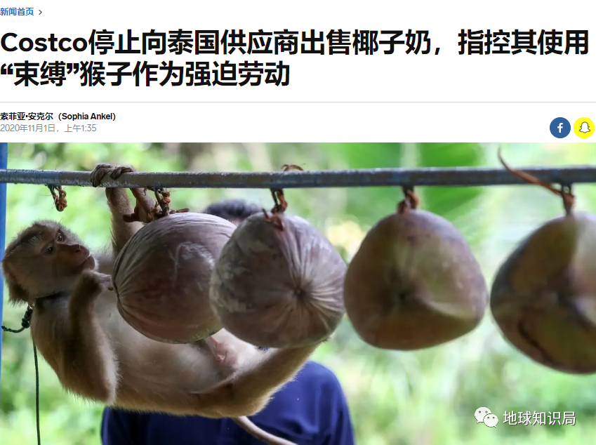 泰國猴子，有苦說不出 | 地球知識局