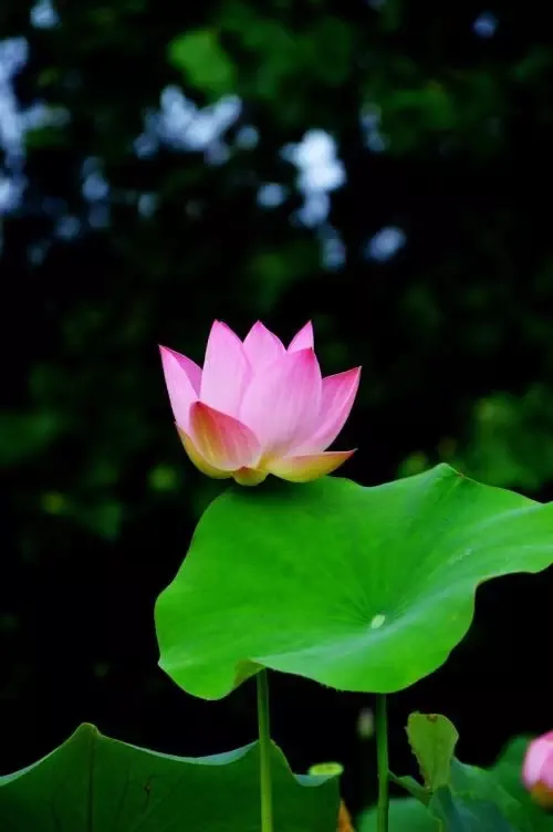 小满 | 欢喜自在，小得盈满