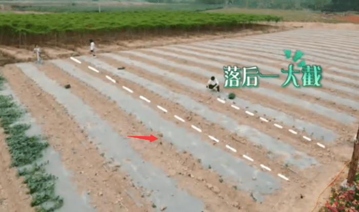 向往的生活：张子枫给瓜苗浇水！懂的人看了无