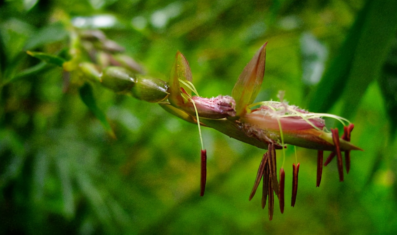 竹子开花，大自然最壮观的集体自杀事件，真的会带来灾难吗？