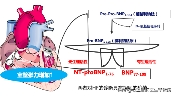BNP和NT-proBNP是什么？为什么可以用来诊断心衰？