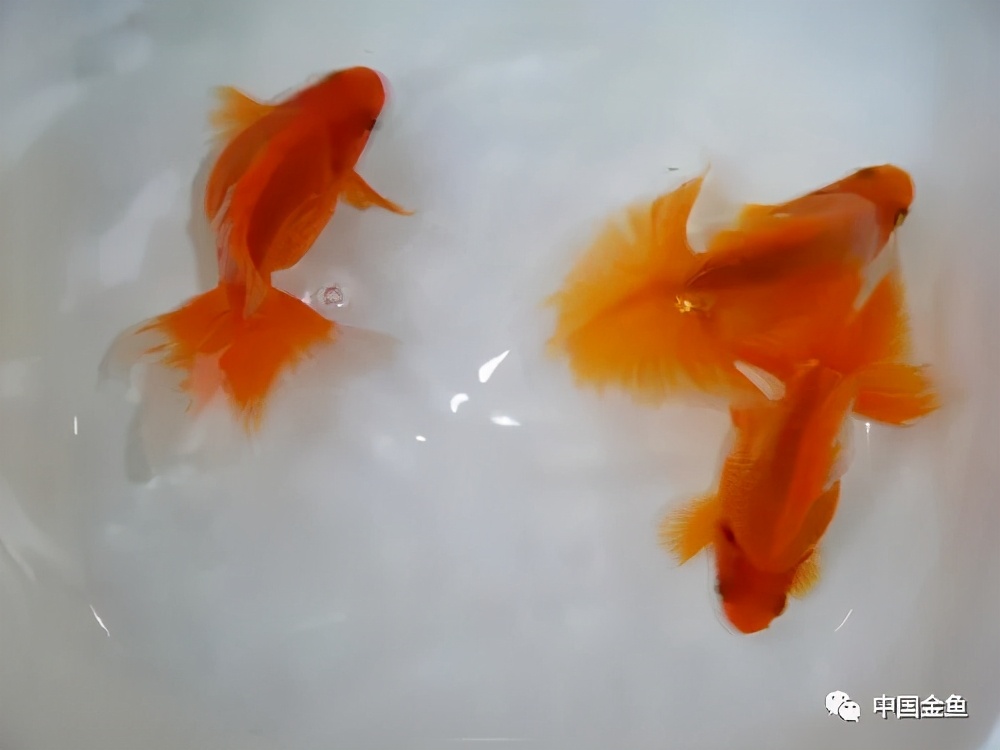 正確認識 壓魚 及 老頭魚 中國觀賞魚 Mdeditor