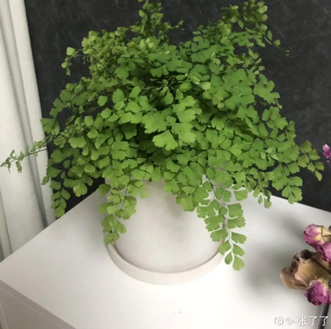 春天不能晒的花，越晒越丑，放阴凉地儿，反倒