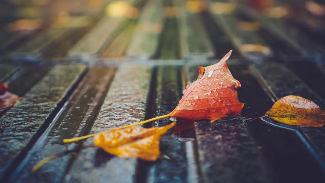 10首最美秋雨诗词，清秋有梦，雨落成诗，哪一首是你的心情？-第3张图片-诗句网