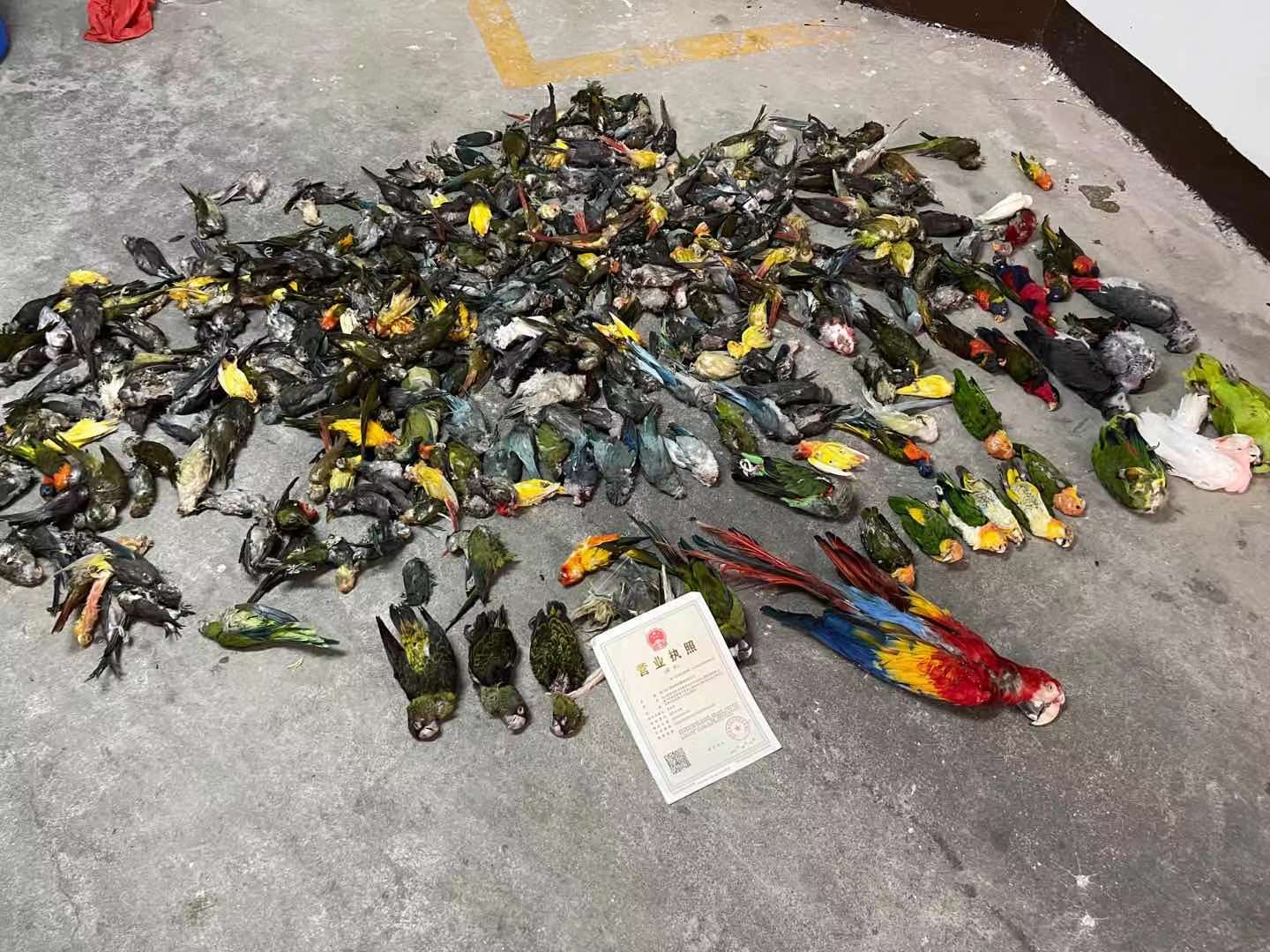 金华鹦鹉案卖家买家羁押一年投千万证照齐全养殖场1566只鸟死亡损失