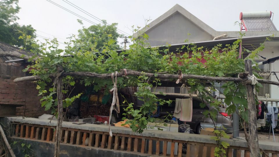 庭院栽種葡萄樹，有3點需要注意，避免對生活帶來不良影響