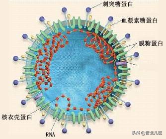 农乐生物 疫情来袭,来了解一下微生物!