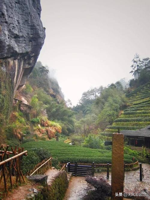 中国有棵茶树，长在悬崖上，树叶比黄金还贵，光保险就高达一个亿
