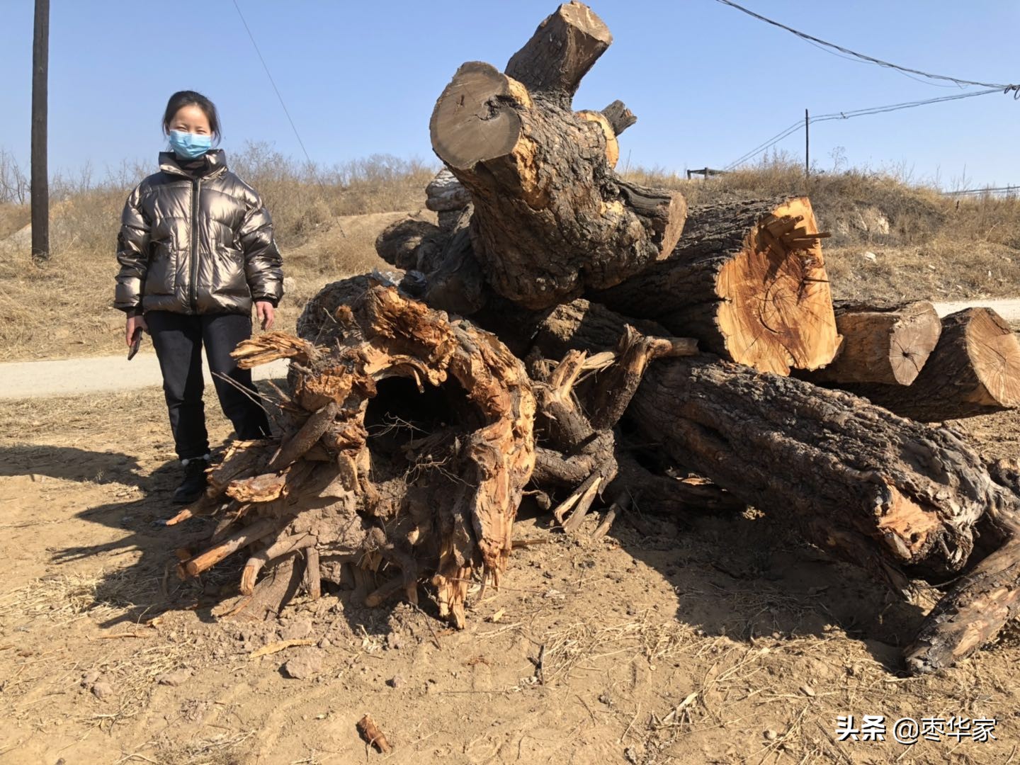 枣木工艺品种类与各地区枣木特点以及枣木文化