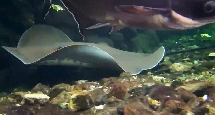 雲南西雙版納江河裏的神秘生物“吸血毯”