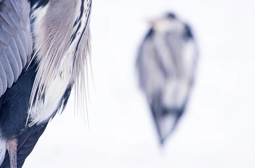 全球鸟类摄影大赛马上截稿啦！来看看去年上百张得奖照片吧