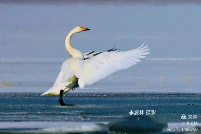 寒烟轻笼，白鹤戏水，民勤石羊河国家湿地公园宛如仙境一般