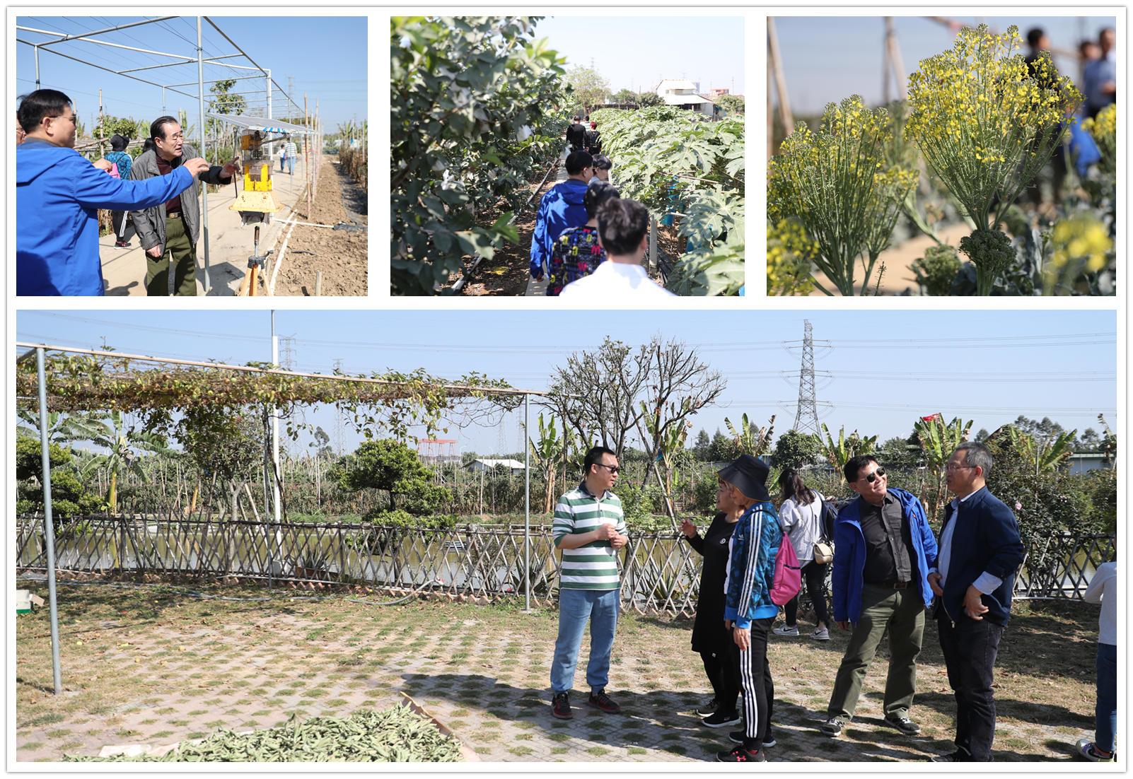 成豐生態農場——打造南沙區生態文化旅游新名片