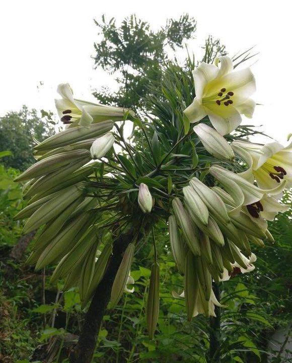 一颗百合花 身高2米8 长成百合树 长在深山里 花朵比头大 资讯咖