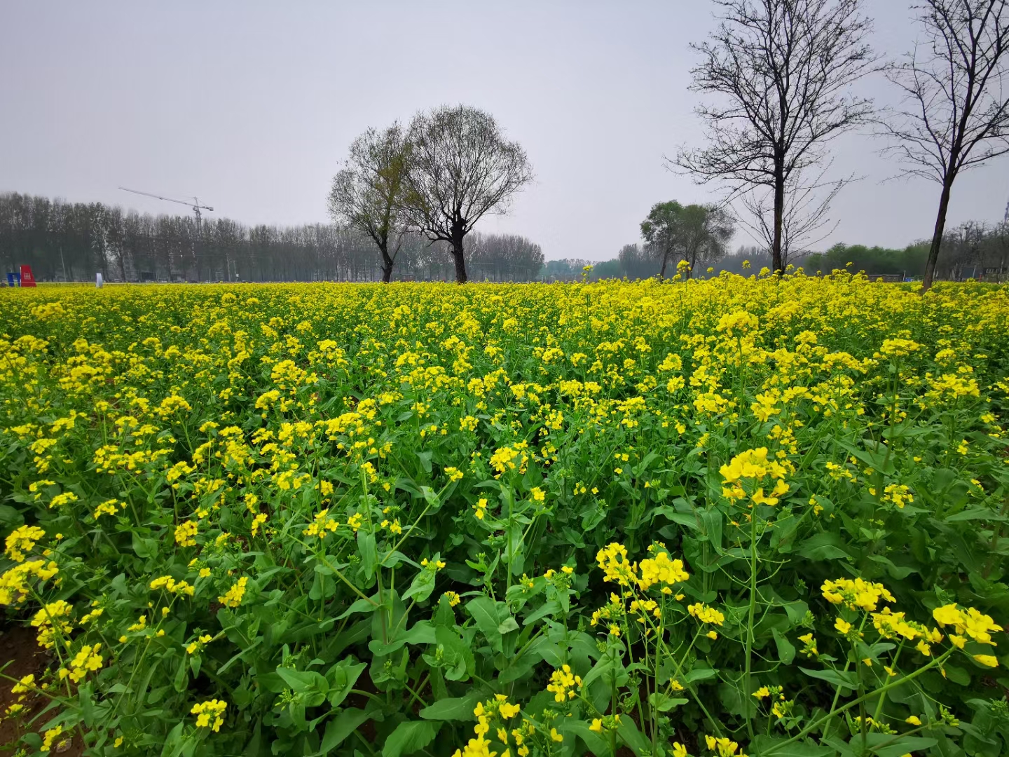 周末来看怪村油菜花海与月亮船 北京丰台 Mdeditor
