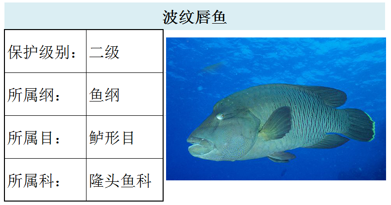 国家最新水生野生保护动物名录（共计三百余种），第2期