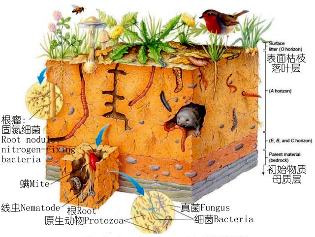 糧食大件事｜如果某天無米下鍋，你敢吃蚯蚓嗎？