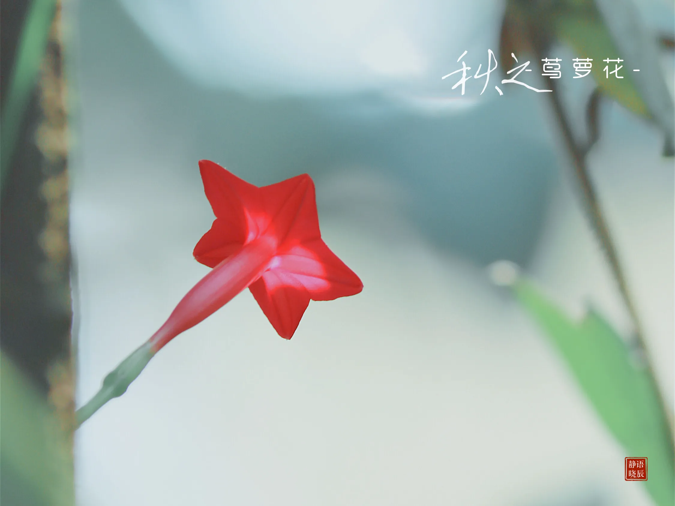 记忆中的那朵花 茑萝花 语辰静晓 Mdeditor