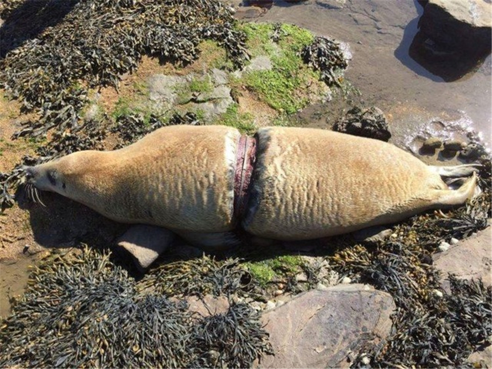 深海100000米以下生物，海底10000米是什么概念？图片