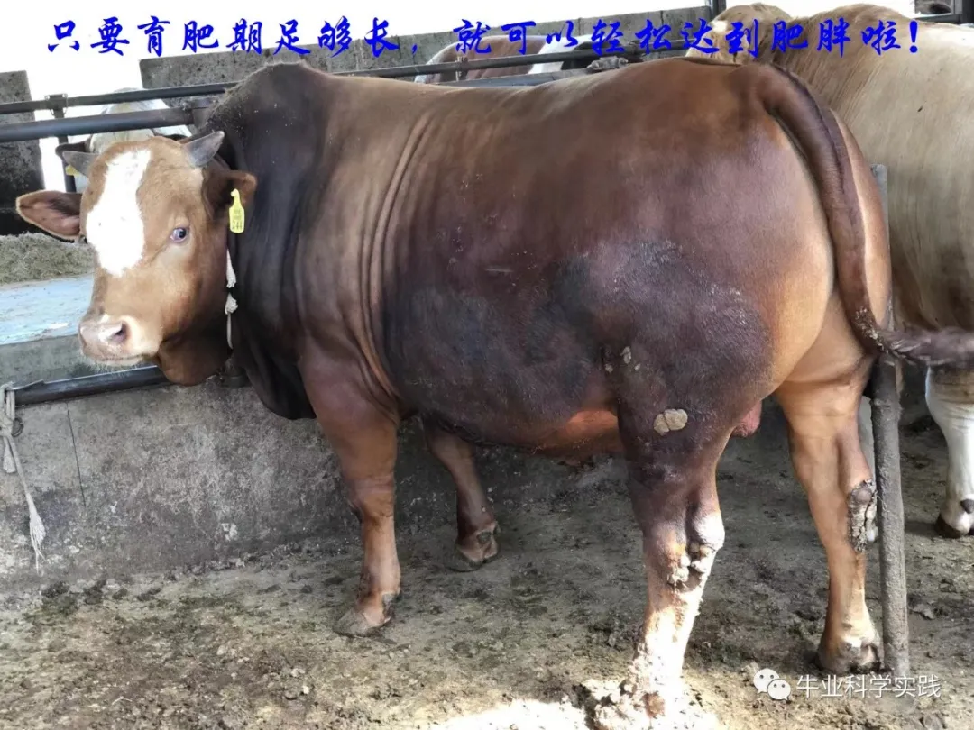 中国肉牛产业未来的发展趋势